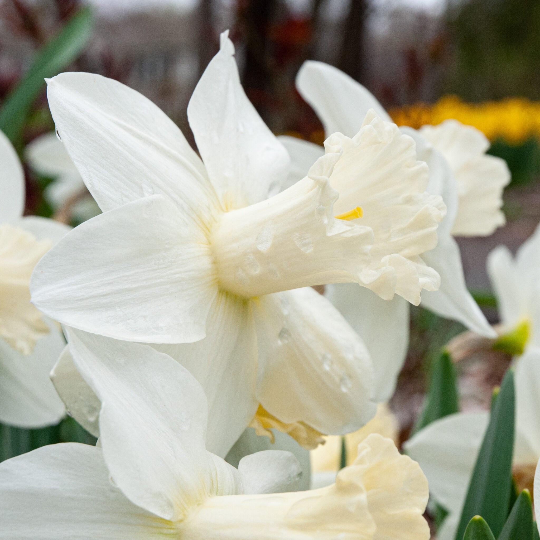 Watch Up Daffodil Seeds